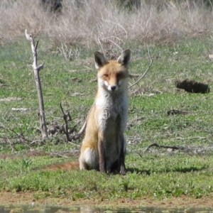 Vulpes vulpes at Quambone, NSW - 15 Sep 2011