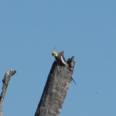 Nymphicus hollandicus (Cockatiel) at Quambone, NSW - 14 Sep 2011 by MB