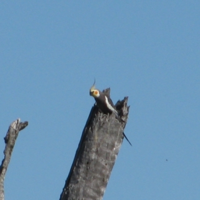 Nymphicus hollandicus (Cockatiel) at Quambone, NSW - 14 Sep 2011 by MB