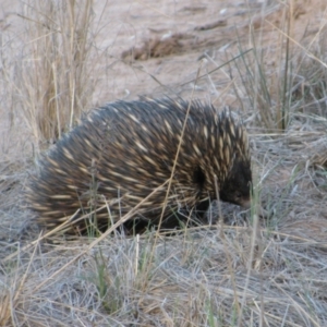 Tachyglossus aculeatus at The Marra, NSW - 16 Sep 2011 05:12 PM