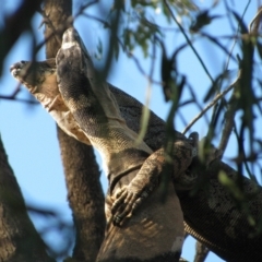 Varanus varius (Lace Monitor) at The Marra, NSW - 16 Sep 2011 by MB