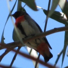 Dicaeum hirundinaceum (Mistletoebird) at Carinda, NSW - 16 Sep 2011 by MB