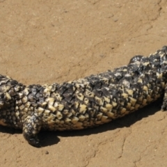Tiliqua rugosa aspera (Eastern Shingleback) at Carinda, NSW - 16 Sep 2011 by MB