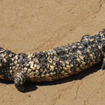 Tiliqua rugosa (Shingleback Lizard) at Carinda, NSW - 16 Sep 2011 by MB