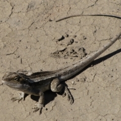 Amphibolurus muricatus (Jacky Lizard) at Carinda, NSW - 16 Sep 2011 by MB