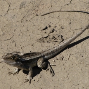 Amphibolurus muricatus at Carinda, NSW - 16 Sep 2011 10:10 AM