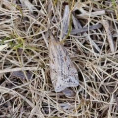 Eudonia cleodoralis (A Crambid moth) at Cook, ACT - 21 Oct 2023 by KorinneM