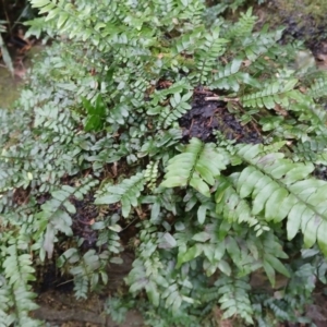 Arthropteris beckleri at Jamberoo, NSW - 12 Aug 2024 11:32 AM