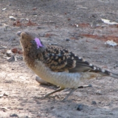 Chlamydera maculata (Spotted Bowerbird) at The Marra, NSW - 15 Sep 2011 by MB