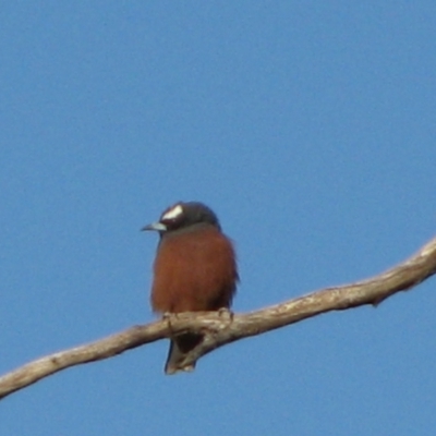 Artamus superciliosus (White-browed Woodswallow) at The Marra, NSW - 14 Sep 2011 by MB