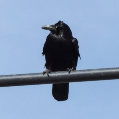 Corvus coronoides at Whitlam, ACT - 25 Jul 2024 11:47 AM