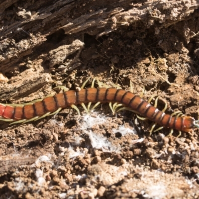 Cormocephalus aurantiipes (Orange-legged Centipede) at Bruce, ACT - 2 Aug 2024 by AlisonMilton