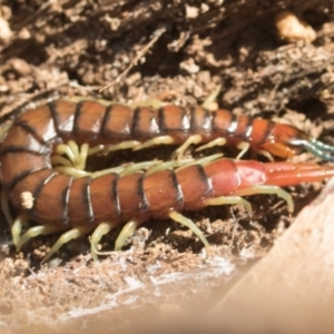 Cormocephalus aurantiipes at Bruce, ACT - 2 Aug 2024 11:18 AM