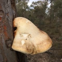 Laetiporus portentosus (White Punk) at Acton, ACT - 20 Aug 2024 by RWPurdie