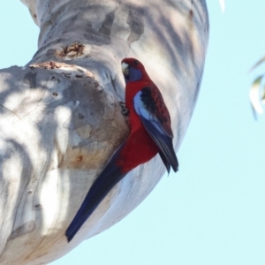 Platycercus elegans at Bruce, ACT - 2 Aug 2024