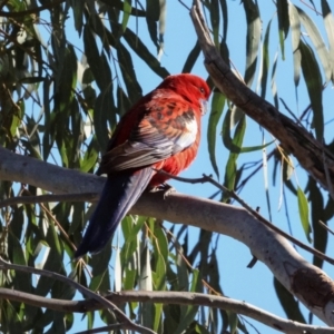 Platycercus elegans at Bruce, ACT - 2 Aug 2024