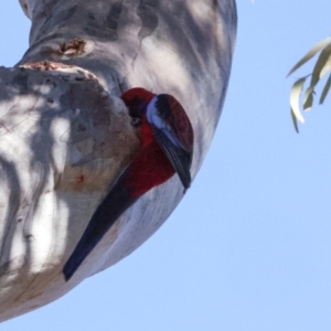 Platycercus elegans at Bruce, ACT - 2 Aug 2024