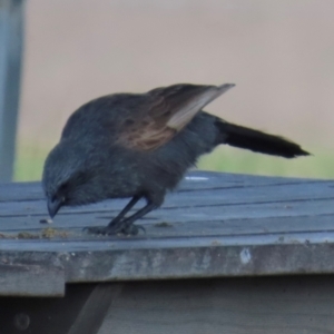 Struthidea cinerea at Marlborough, QLD - 20 Aug 2024 12:40 PM