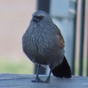 Struthidea cinerea at Marlborough, QLD - 20 Aug 2024 12:40 PM