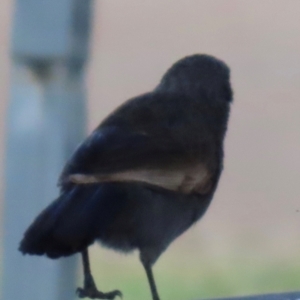 Struthidea cinerea at Marlborough, QLD - 20 Aug 2024 12:40 PM