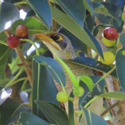 Manorina flavigula (Yellow-throated Miner) at Marlborough, QLD - 20 Aug 2024 by lbradley