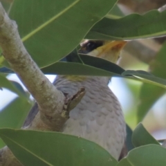Manorina flavigula at Marlborough, QLD - 20 Aug 2024 01:06 PM