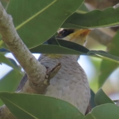 Manorina flavigula at Marlborough, QLD - 20 Aug 2024