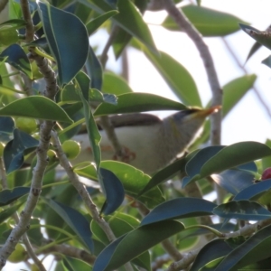 Manorina flavigula at Marlborough, QLD - 20 Aug 2024