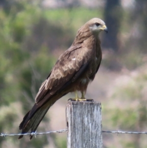 Milvus migrans at Marlborough, QLD - 20 Aug 2024 01:04 PM