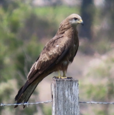 Milvus migrans (Black Kite) at Marlborough, QLD - 20 Aug 2024 by lbradley