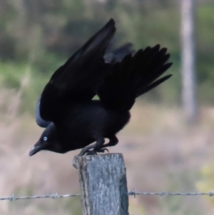 Corvus orru at Marlborough, QLD - 20 Aug 2024