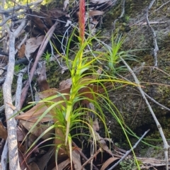 Dracophyllum secundum at Newnes Plateau, NSW - 29 Jul 2024 by BrianSummers