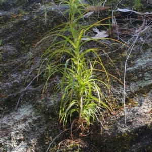 Dracophyllum secundum at Newnes Plateau, NSW - 29 Jul 2024