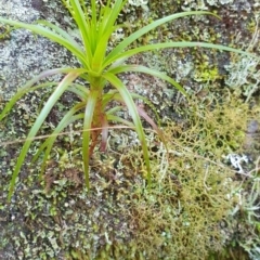 Dracophyllum secundum at Newnes Plateau, NSW - 29 Jul 2024