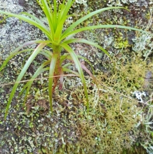 Dracophyllum secundum at Newnes Plateau, NSW - 29 Jul 2024