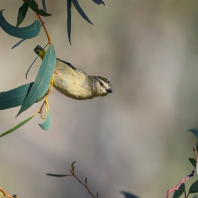 Pardalotus punctatus (Spotted Pardalote) at Hackett, ACT - 20 Aug 2024 by trevsci