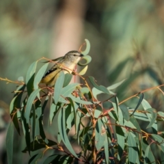 Pardalotus punctatus at Hackett, ACT - 20 Aug 2024