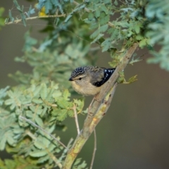 Pardalotus punctatus at Hackett, ACT - 20 Aug 2024