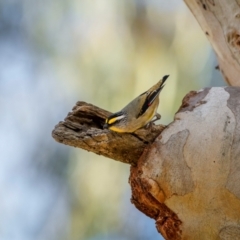 Pardalotus striatus (Striated Pardalote) at Watson, ACT - 20 Aug 2024 by trevsci