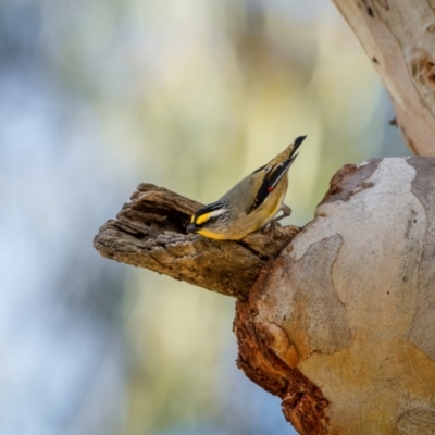 Pardalotus striatus (Striated Pardalote) at Watson, ACT - 20 Aug 2024 by trevsci