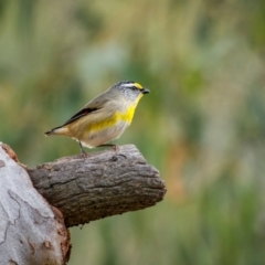 Pardalotus striatus at Watson, ACT - 20 Aug 2024