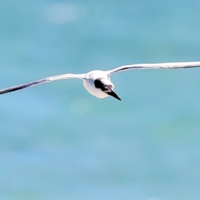 Sternula nereis (Fairy Tern) at Houtman Abrolhos, WA - 16 Apr 2024 by jb2602