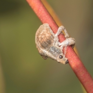 Gonipterus scutellatus at Higgins, ACT - 20 Aug 2024