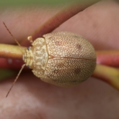 Paropsis atomaria (Eucalyptus leaf beetle) at Higgins, ACT - 20 Aug 2024 by AlisonMilton