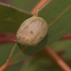 Paropsis atomaria at Higgins, ACT - 20 Aug 2024