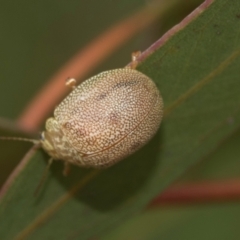 Paropsis atomaria at Higgins, ACT - 20 Aug 2024