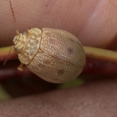 Paropsis atomaria at Higgins, ACT - 20 Aug 2024