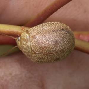 Paropsis atomaria at Higgins, ACT - 20 Aug 2024