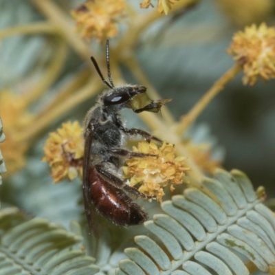 Lasioglossum (Parasphecodes) sp. (genus & subgenus) (Halictid bee) at Holt, ACT - 20 Aug 2024 by AlisonMilton