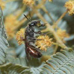 Lasioglossum (Parasphecodes) sp. (genus & subgenus) at Holt, ACT - 20 Aug 2024 12:31 PM